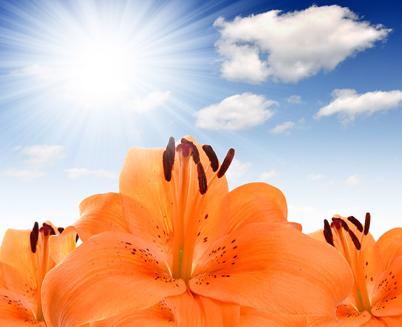 Tulips flowers  / radiant flowers