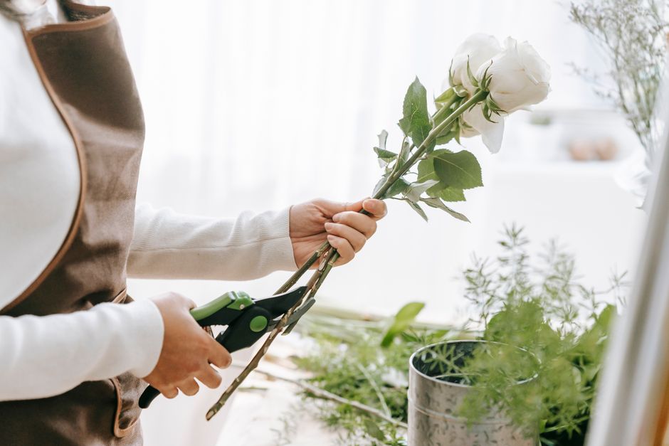 A person wearing a light-colored long-sleeve shirt and a brown apron is holding a pair of green-handled floral pruning scissors and trimming the stems of a white rose with lush green leaves. The arran