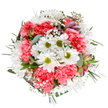 This exquisitely circular bouquet, arranged against a pristine white backdrop, channels the uplifting spirit of Tomorrow's People through every vibrant shade. At its glowing centre, white daisies with verdant lime hearts scatter light and purity, surrounded by plush, coral-pink carnations whose ruffled petals bring soft depth reminiscent of the area's springtime gardens. Airy clusters of gypsophila meander between the blooms, adding a celestial softness, while pale-pink alstroemeria buds edged with hints of purple emerge subtly from a rich tapestry of greenery. Eucalyptus leaves-soft and powdery green-contrast with deep, olive-hued foliage, ensuring the whole arrangement feels abundant yet fresh. Each stem is placed with practiced intent by local Tomorrow's People florists, inviting the freshness of outdoors in. Perfect for commemorating milestones-birthdays, anniversaries, heartwarming reunions-or simply brightening an ordinary day. Every detail of this bouquet, from the joyfully riotous palette to the careful mix of textures, celebrates the artistry and thoughtfulness at the core of the Tomorrow's People floral community.