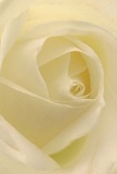 This photograph invites you to step into the light-filled embrace of a white rose, meticulously composed by a skilled florist in the heart of Tomorrow's People. Each petal unfurls with feather-soft grace, their creamy-white curves illuminated by gentle daylight typical of a quiet morning in Tomorrow's People. Shadows nestle delicately between the layers, drawing the eye toward the rose's sturdy yet tender core. The overall mood is peaceful and comforting, echoing the gentle hum of community life nearby. This rose, with its whispered fragrance and pure, serene appearance, stands as an emblem of reverence-its calming beauty perfect for expressing sympathy, admiration, or the hope of new beginnings. The close perspective captures not just the velvety texture and immaculate arrangement but also the devotion and artistry that Tomorrow's People florists pour into every bespoke bouquet. The image, alive with softness and intent, becomes an intimate moment-a visual representation of solace, crafted for the special occasions and heartfelt milestones of Tomorrow's People.